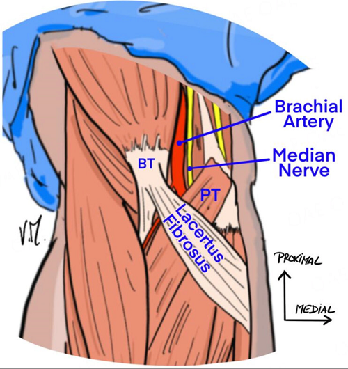 Lacertus Fibrosus