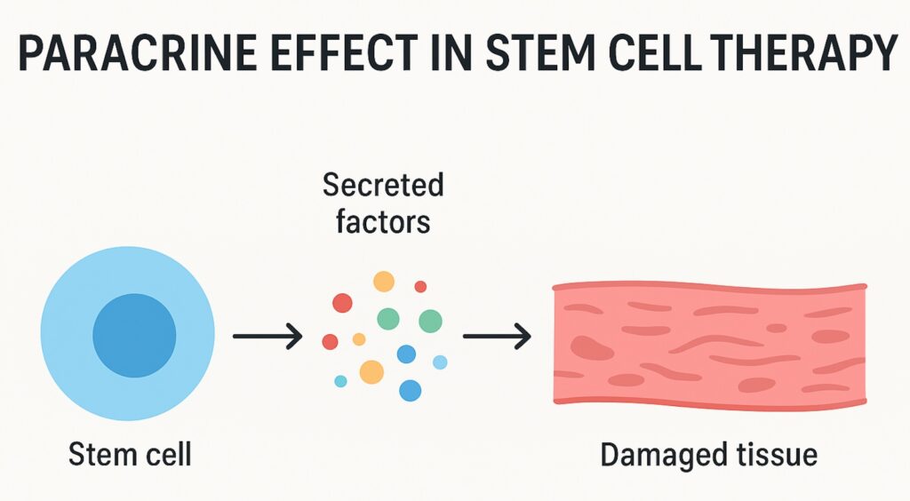 KNEE PAIN ON REGENERATIVE MEDICINE 2 Stem cell injection promoting cartilage regeneration.