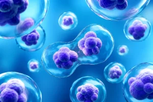3D illustration of stem cells communicating during tissue regeneration and cellular repair through biological signaling